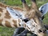reserver zoo bale